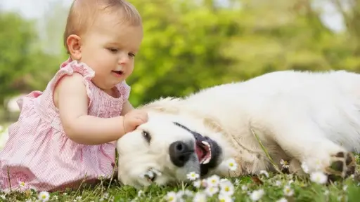 Amante de los animales ,El Diván