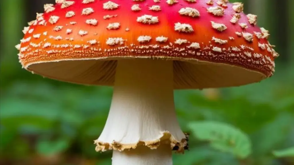 Hongo ,Banco de fotos